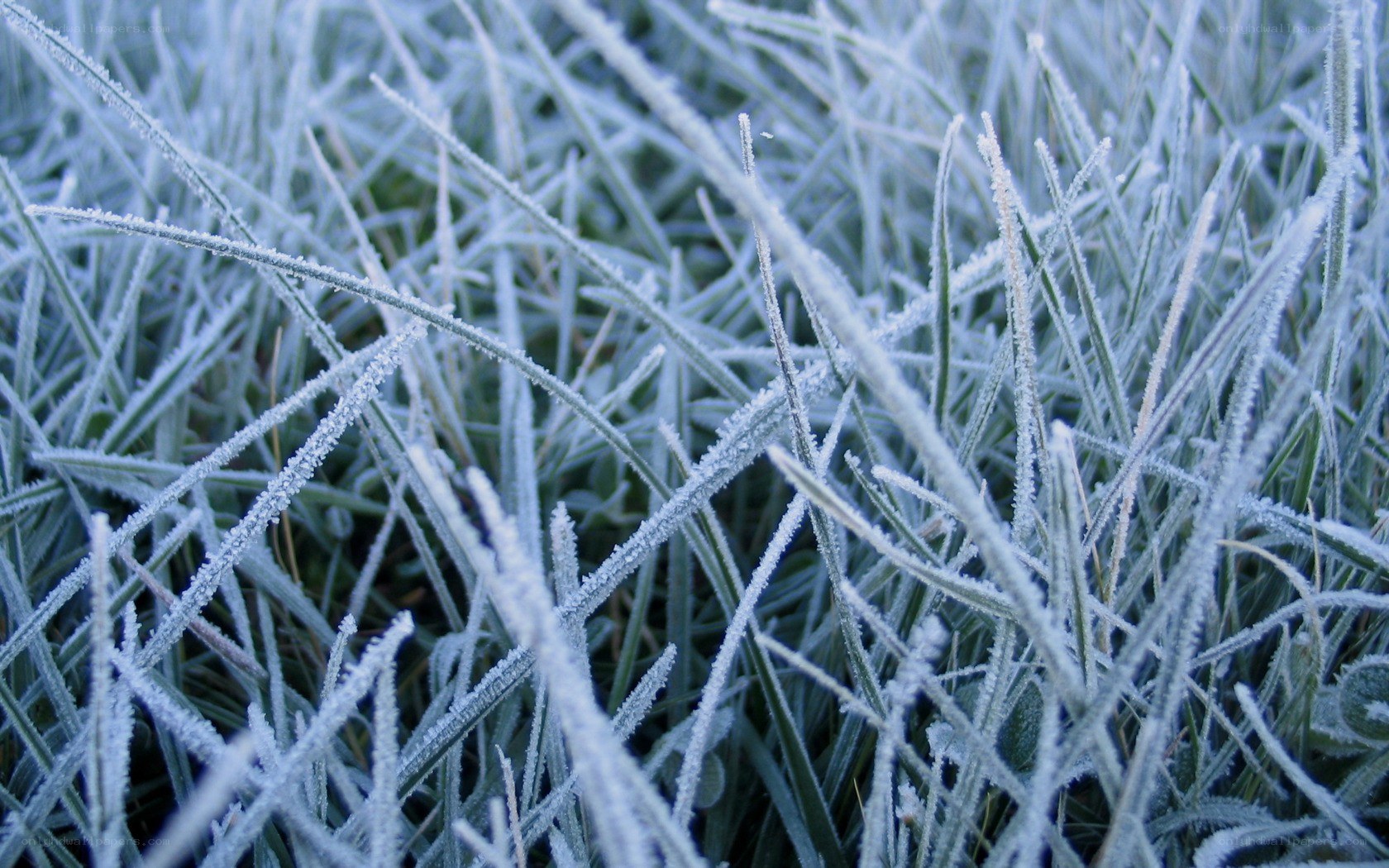 frost-covered grass blades