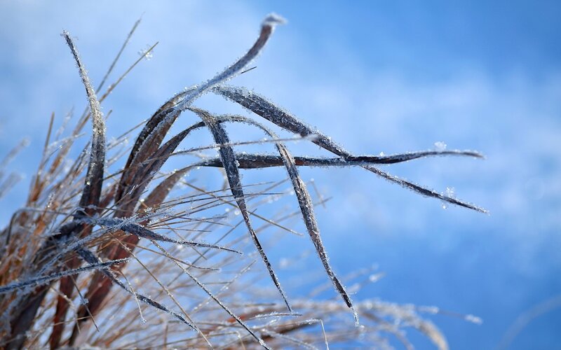 Frost-covered Grass Blades — Blue