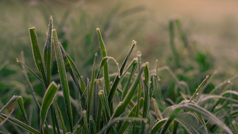 Frost-covered Grass Blades — Green, Calm
