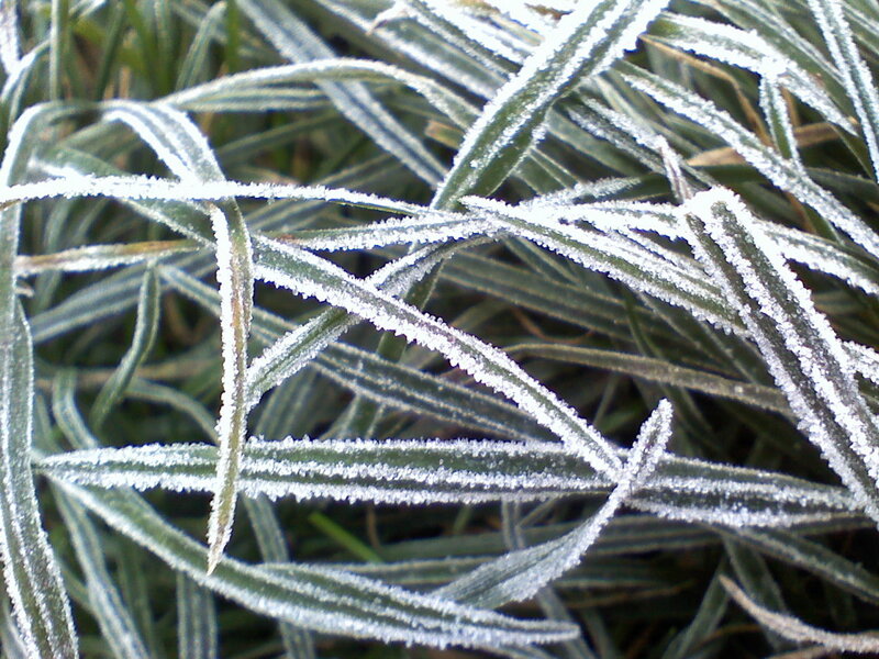 Frost-covered Grass Blades — Green
