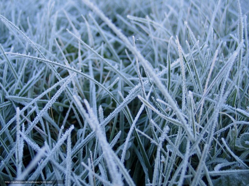 Frost-covered grass blades