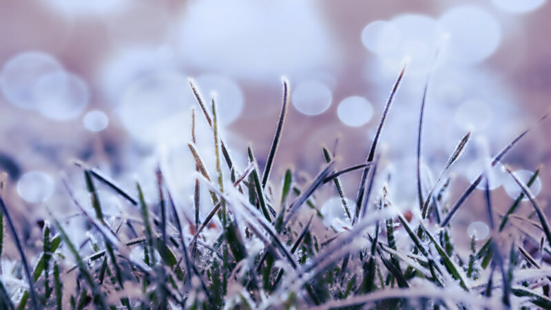Frost-covered Grass Blades — White