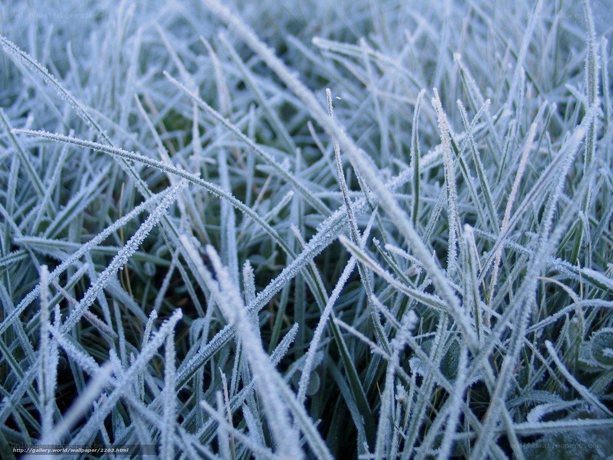 Frost-covered grass blades