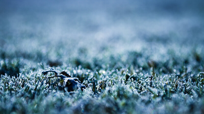 Frost-covered Grass — Blue, Cold, Winter, Photograph, Frost