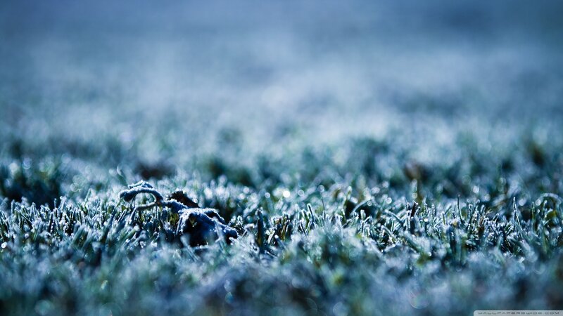 Frost-covered Grass — Blue, Cold, Winter, Photograph