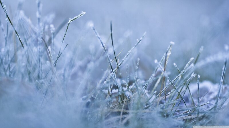Frost-covered Grass — Blue, Cold, Winter