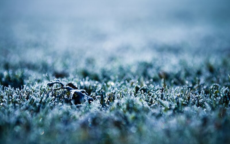 Frost-covered Grass — Blue