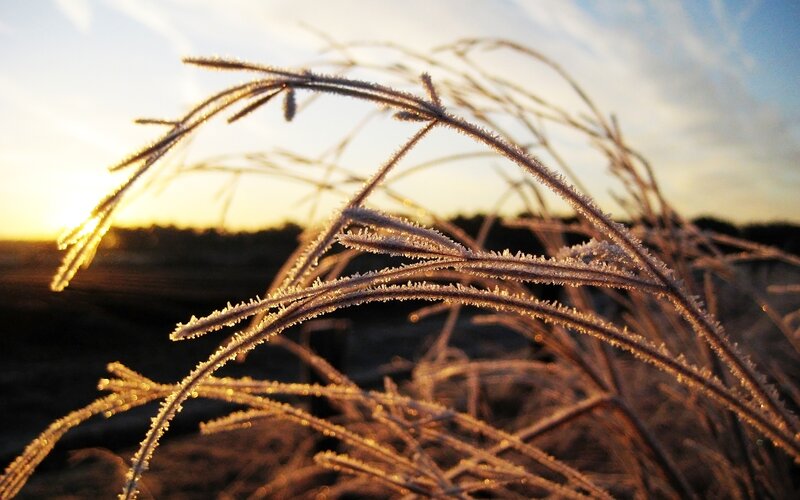 Frost-covered Grass — Brown, Serene