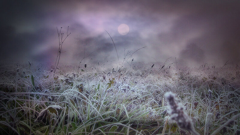Frost-covered Grass Field — Purple