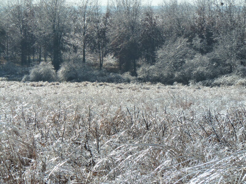 Frost-covered Grass Field