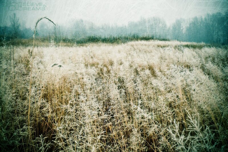Frost-covered Grass Field — White, Cold