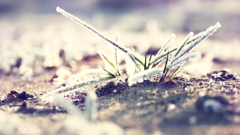Frost-covered Grass — Frost