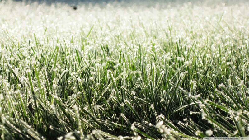 Frost-covered Grass — Green, Calm, Morning, Photograph, Frost
