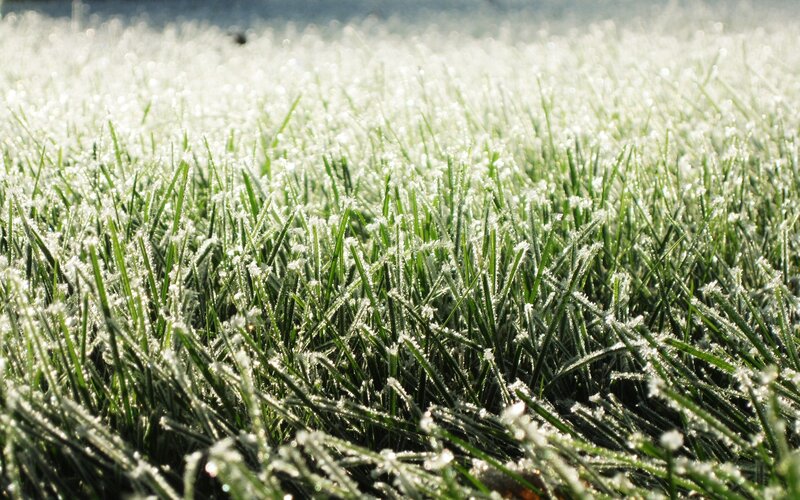 Frost-covered Grass — Green, Calm, Morning, Photograph, Frost, White