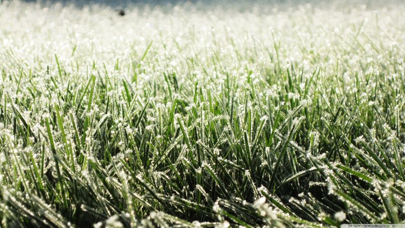 Frost-covered Grass — Green, Calm, Morning