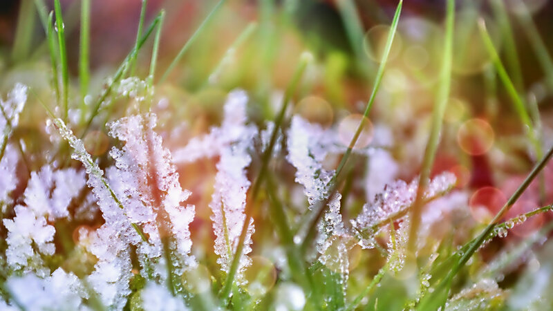 Frost-covered Grass — Green, Calm
