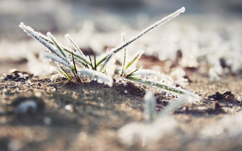 Frost-covered Grass — Green, Calm, Winter, Photograph