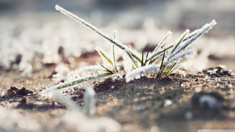 Frost-covered Grass — Green, Calm, Winter