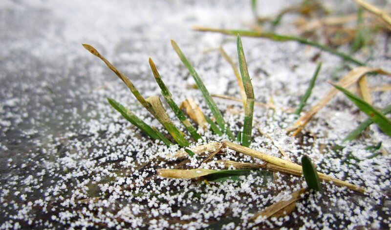 Frost-covered Grass — Green, Cold