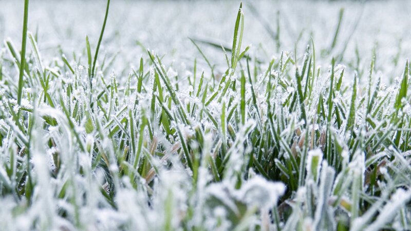 Frost-covered Grass — Green, Cold, Winter, Photograph, Frost, White