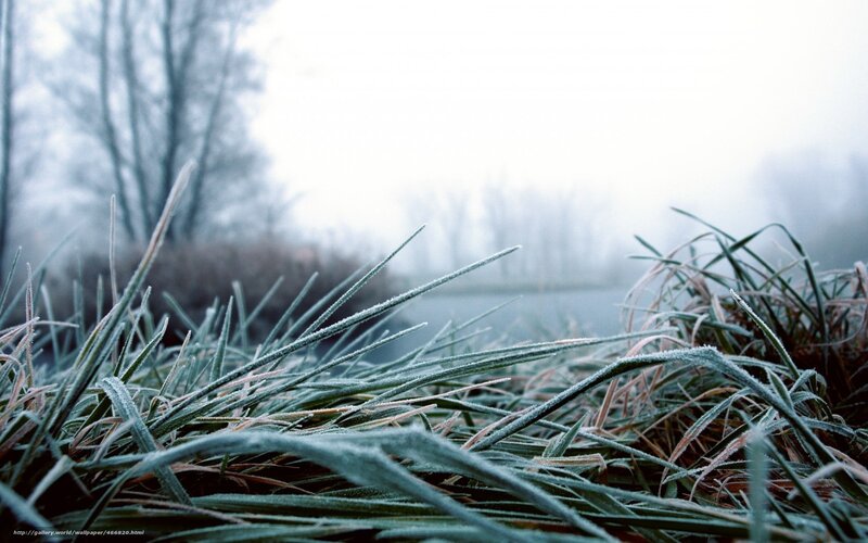 Frost-covered Grass — Green, Cold, Winter, Photograph