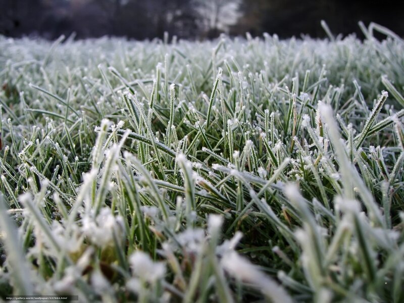 Frost-covered Grass — Green, Cold, Winter