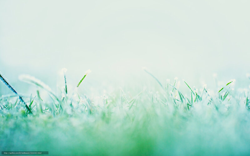 Frost-covered Grass — Green, Serene, Morning