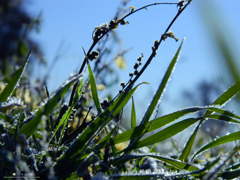 Frost-covered Grass — Green, Serene