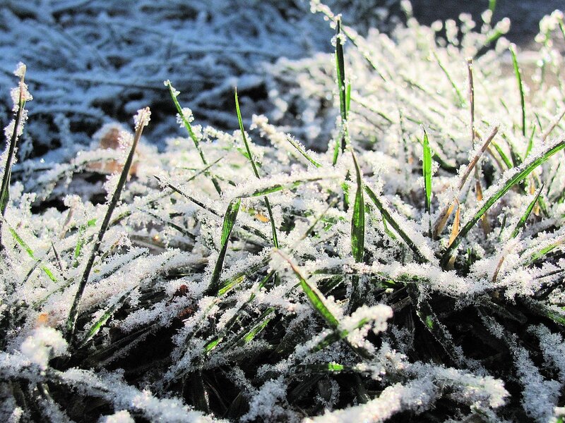 Frost-covered Grass — Green