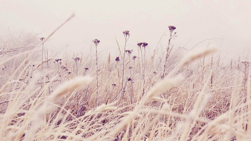 Frost-covered Grass in Field