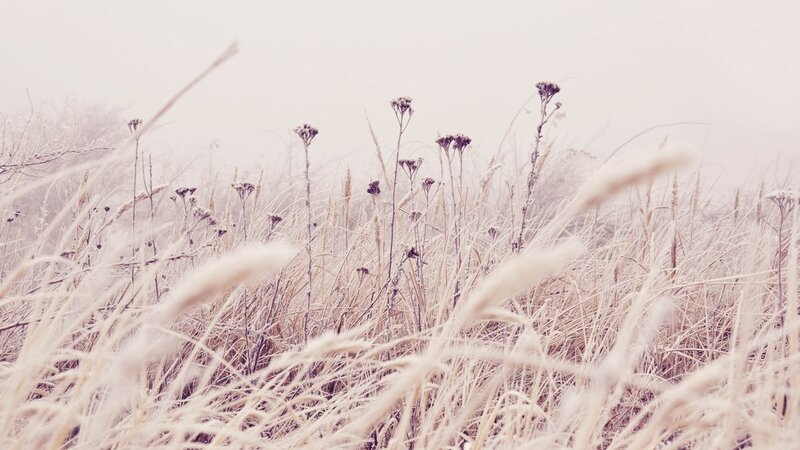 Frost-covered Grass in Field — White