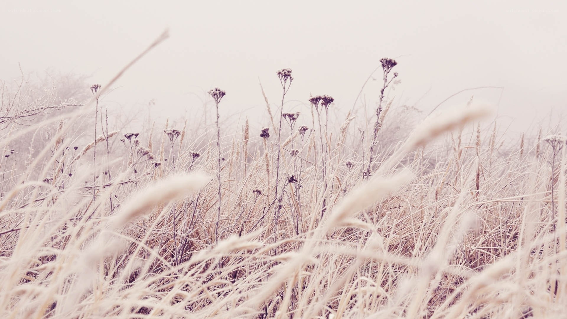 Frost-covered grass in fog
