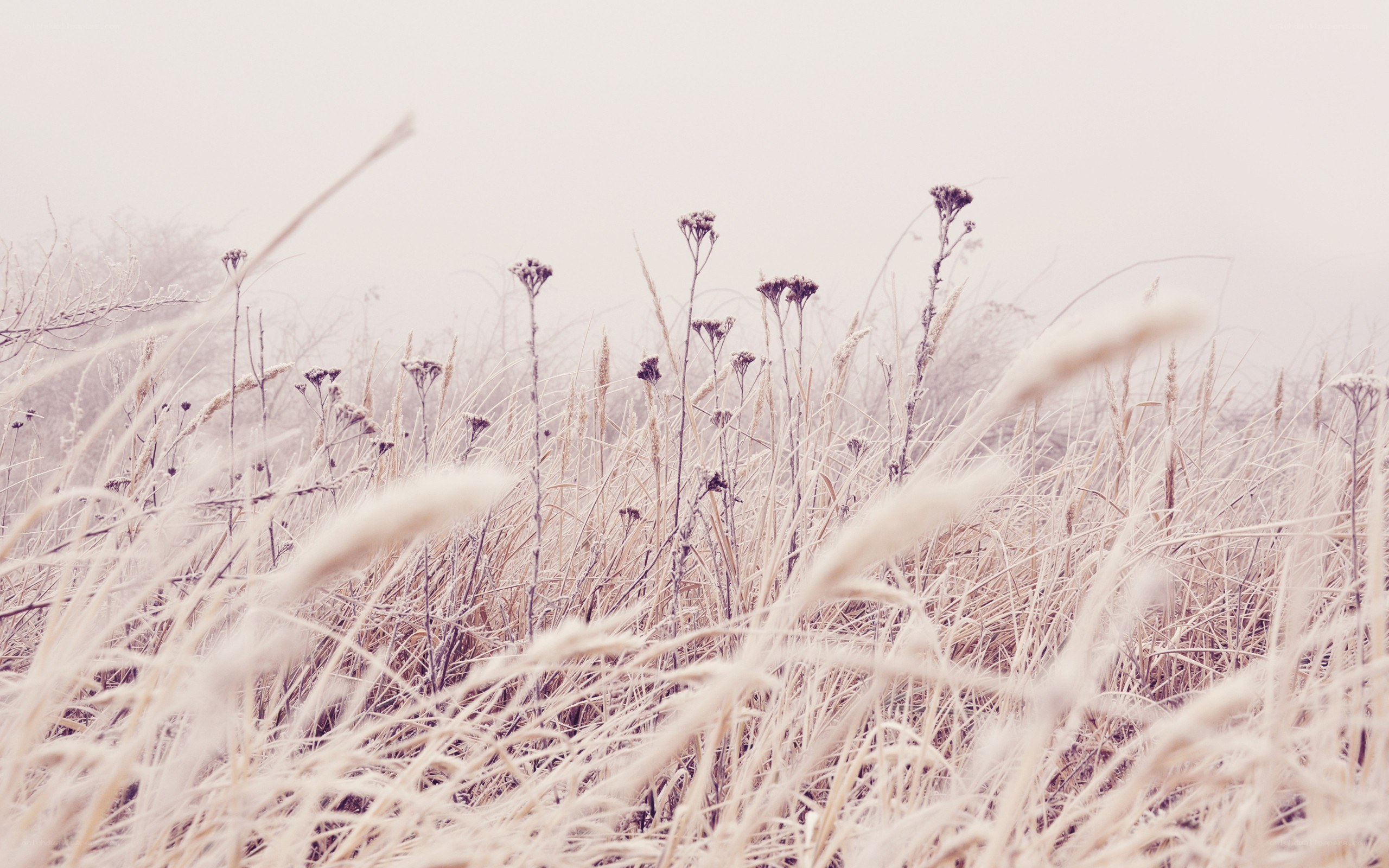 Frost-covered grass in fog