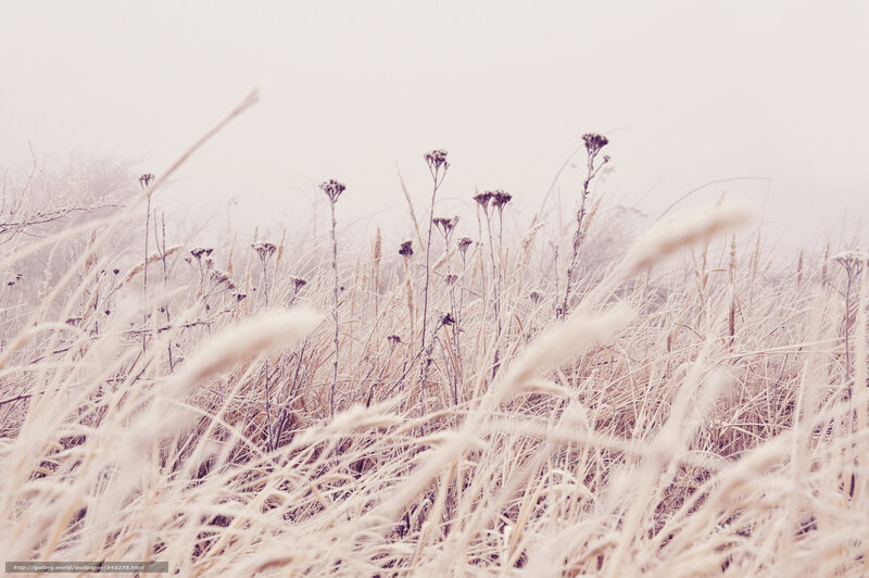 Frost-covered grass in fog