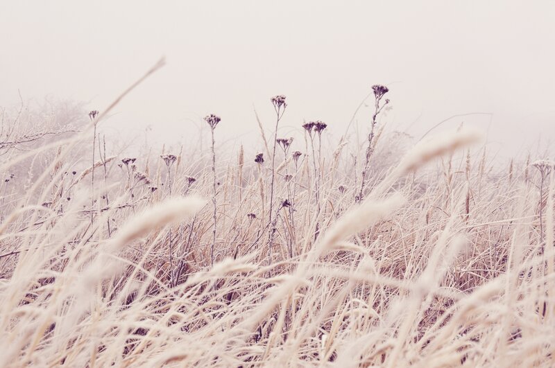 Frost-covered Grass in Fog — White, Misty