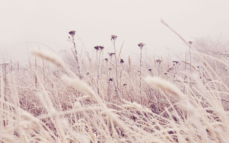 Frost-covered Grass in Fog — White, Serene