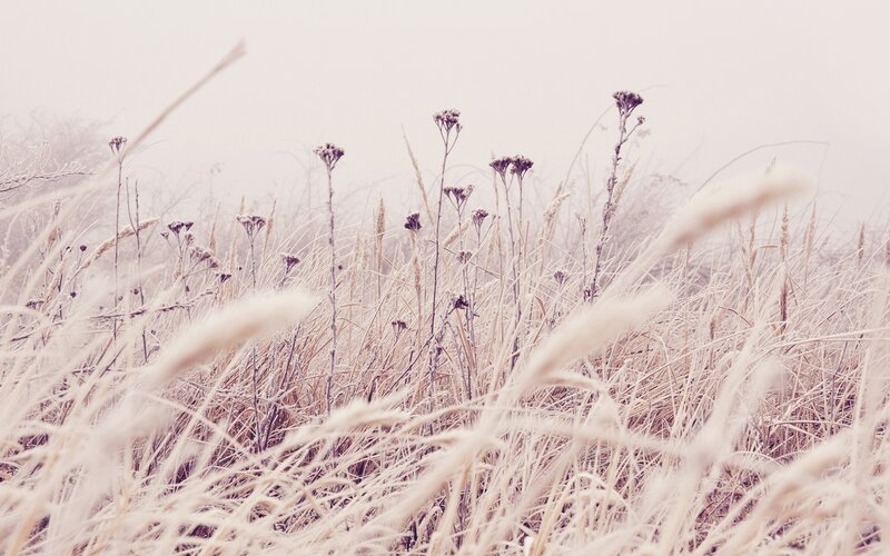 Frost-covered Grass in Fog — White, Serene, Winter, Photograph, Frost