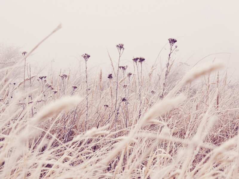 Frost-covered Grass in Fog — White