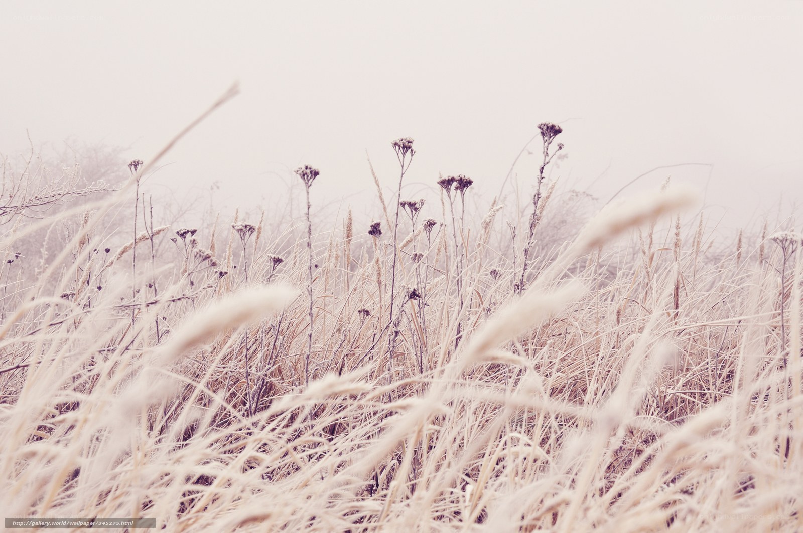 Frost-covered grass in fog
