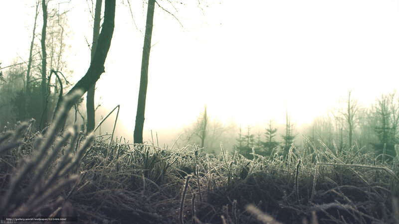 Frost-covered Grass in Forest
