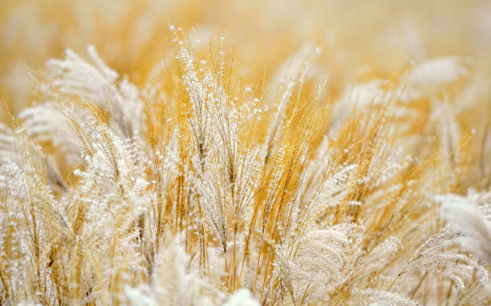 frost-covered grass in golden light