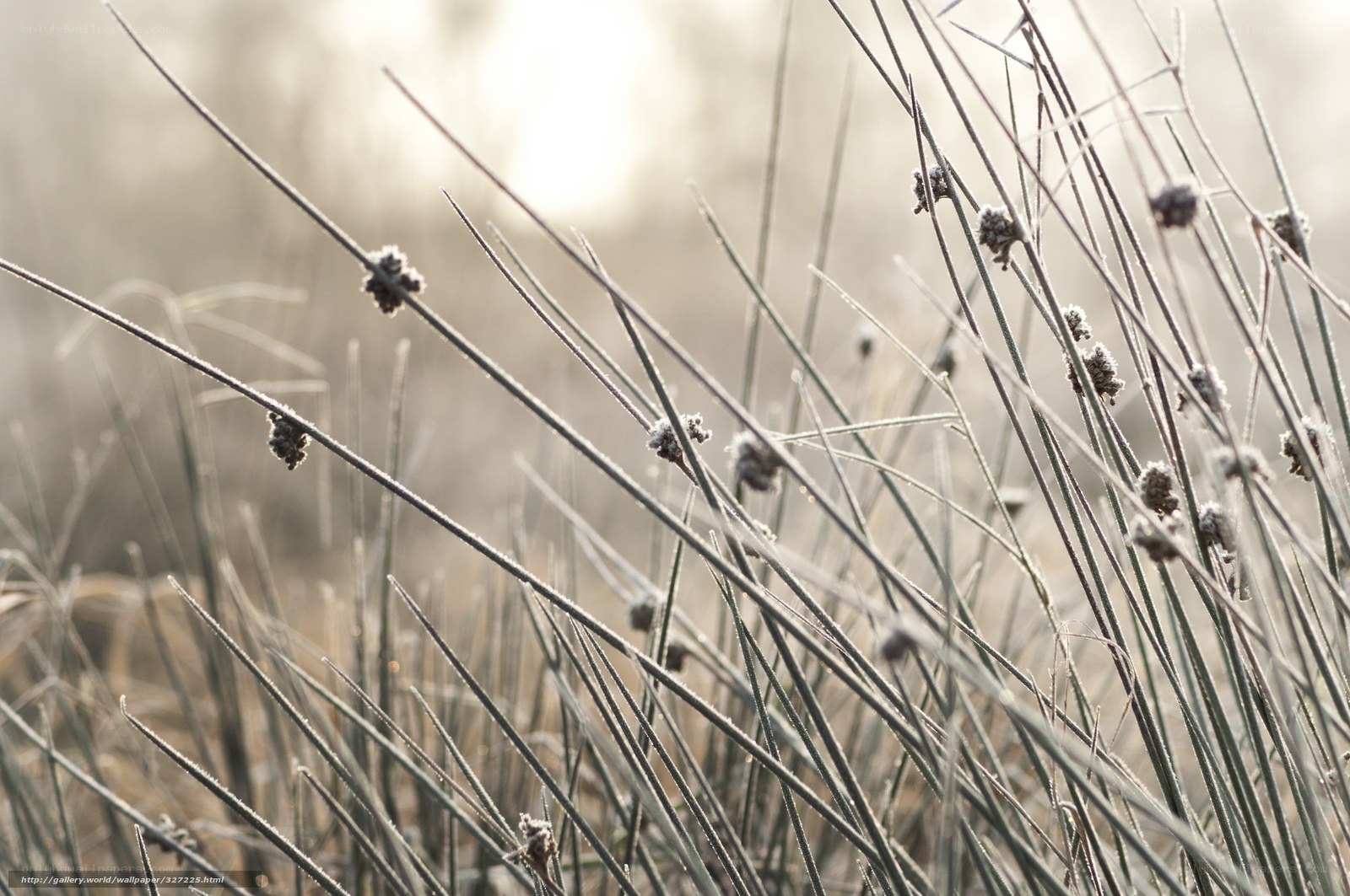 Frost-covered grass in morning light
