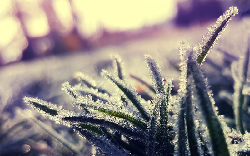 frost-covered grass in morning light