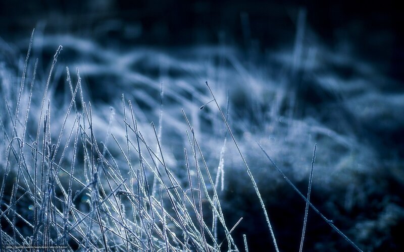 Frost-covered grass in morning light
