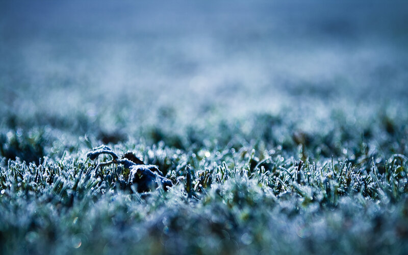 Frost-covered grass in morning light
