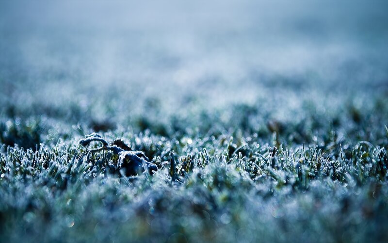 frost-covered grass in morning light