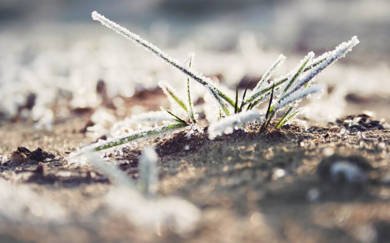 Frost-covered grass in morning light
