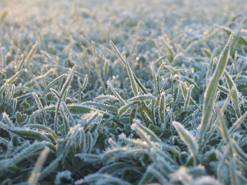 frost-covered grass in morning light