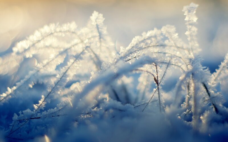 frost-covered grass in morning light