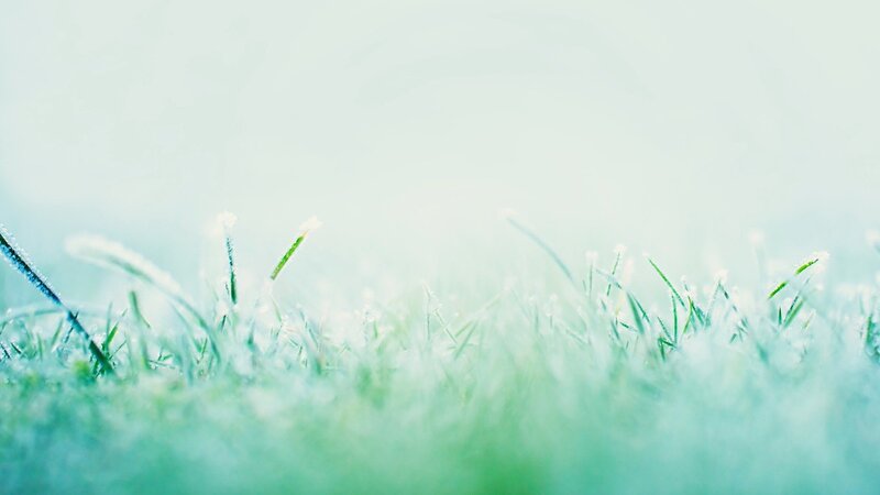 frost-covered grass in morning light